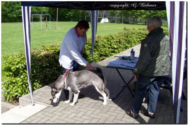 Zuchtzulassung 2010 053.JPG